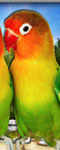 Love Pair Parrot Puzzle
